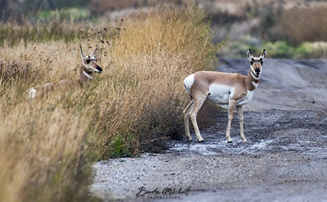 The Pronghorn antelopes of Yellowstone.