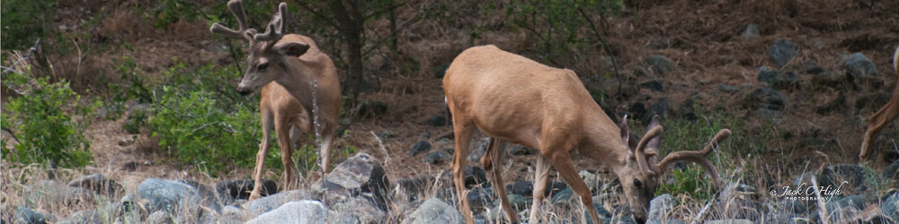 Bucks scouring for foliage in Hells Canyon