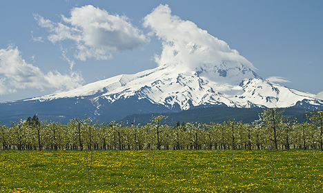 Hood River orchards with Mount Hood in background