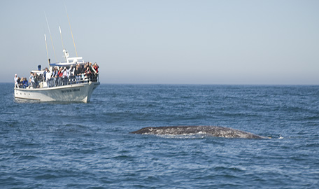Depoe Bay, Oregon is a popluar destination for whale watching.
