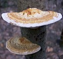 fungi.jpg (6810 bytes)