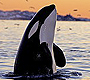 Outer Island Expeditions Orca at Sunset