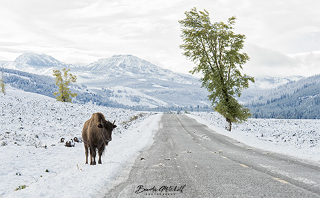 Bison are abundant just about anywhere in Yellowstone NP.