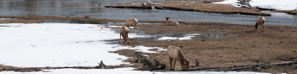 Antelope at Yellowstone National Park