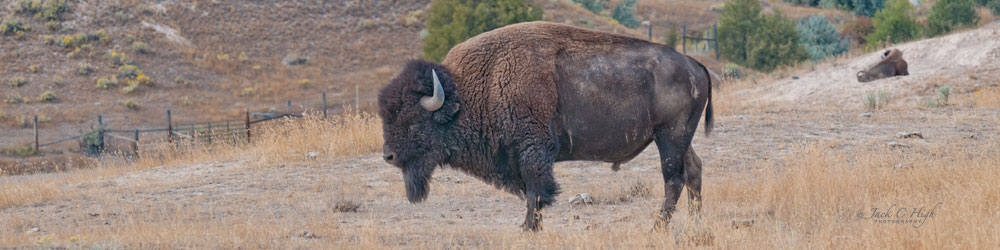 A lone bison grazing on the National Bison Range