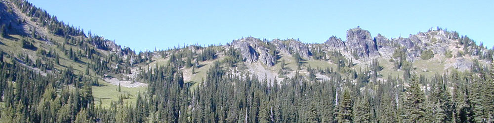 trees on the Cascade Mountains