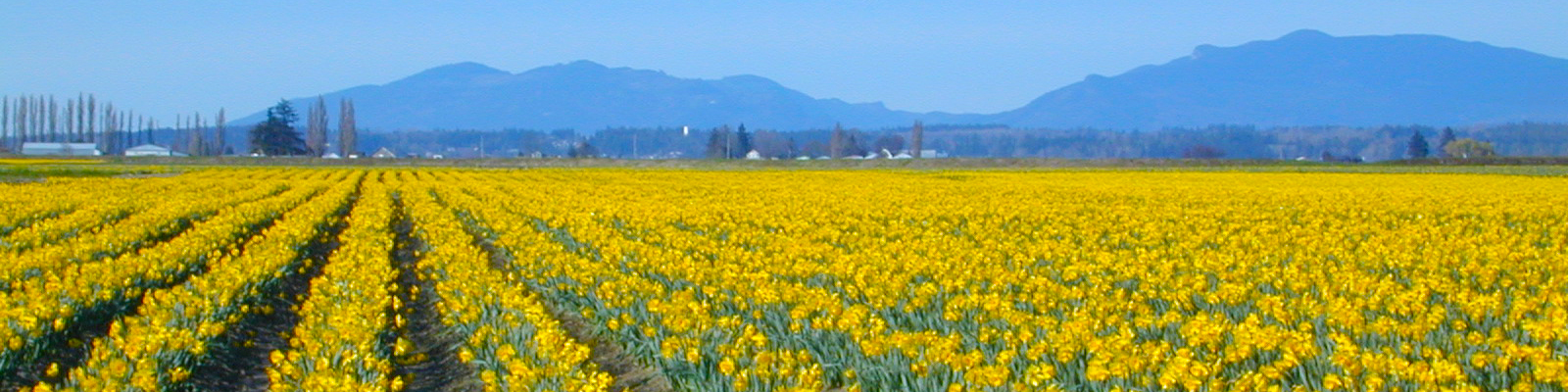 Daffodil field in La Conner